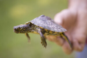 A threatened male Barbour's Map turtle, which is much smaller then the female, is found at Ichauway  in southwestern Georgia along the Ichawaynochaway Creek is held by a member of the research staff at Joseph W. Jones Ecological Research Center.